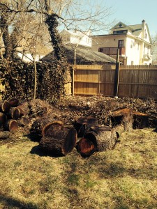Not quite a hugelkultur yet, just a pile of wood form a fallen down tree.