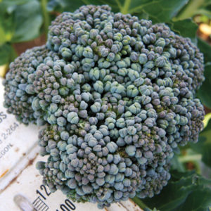 Umpqua Broccoli is a standard type Broccoli which has done well in my garden in South Jersey year after year.