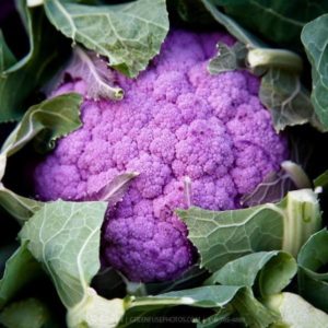 Look at these bright purple heads! This variety is delicious and beautiful. If purple isn't your thing then you can keep it white as it comes in by making sure the leaves don't open and expose the head to sunlight. But I say let it turn purple!