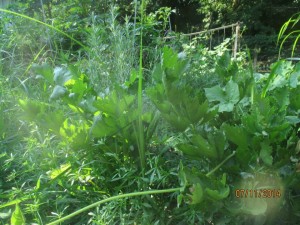 Cleavers, nutsedge, morning glory, celery, rosemary and more...because life isn't about rows and rows of the same thing.