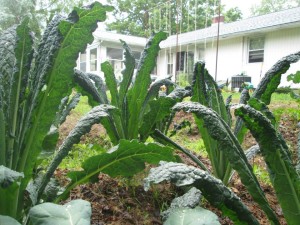 This is our favorite kale. Originally marketed as a loose-leaf cabbage, this kale is easy to grow and even the kids love its mild taste.