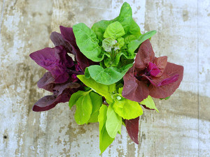 This slow growing green isn't just green! Often used as a substitute for spinach, which tends to bolt at the first whisper of warm weather, Orach grows to 3 feet tall, withstands frost and doesn't bolt even in the summer heat. Again, It's slow-growing, though, so buy more than 1 or use it as a colorful filler in your favorite lettuce-mix.