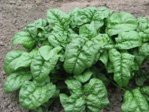 Spinach is a hardy plant for winter and is perfect for unpredictable late winter weather. Keep it moist by adding sufficient mulch to your garden and that will also help protect against it bolting with the first warm spring days.