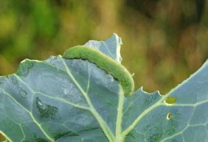 cabbage worm