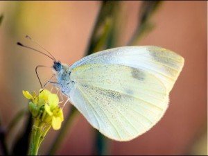 Cabbage Moth