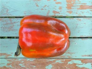 Green to Red these are edible the whole way through. An awesome multi-purpose pepper. We use these for stuffed peppers.