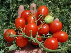 Reisentraube: Abundant clusters of brilliant red cherry tomatoes