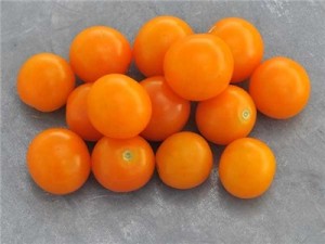 Citrusy sweet Sungold Select tomatoes...the heirloom version of a national favorite.