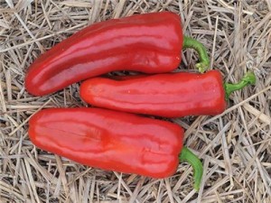 Red frying pepper. You know that whole, wait until August thing I talked about in my post earlier...this is the pepper that made me wait that long. They were delicious once they came in...but the wait...will not be happening again this year, that's for sure!