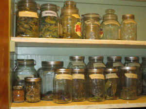 early summer herbs