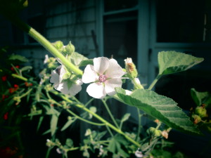 Marshmallow plant growing in the side yard.