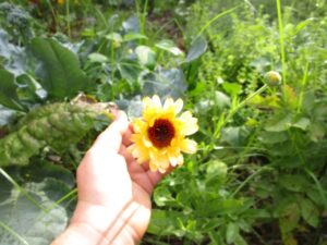calendula in hand