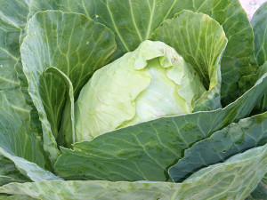 Cabbage - Early Jersey Wakefield (Green)